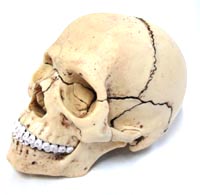4D human Exploded skull