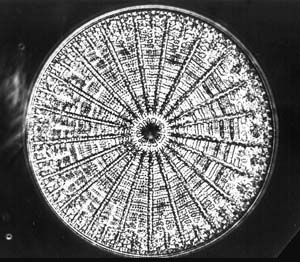 Arachinoidiscus ehrenbergii